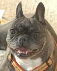 Photo de la Bouledogue EDEN